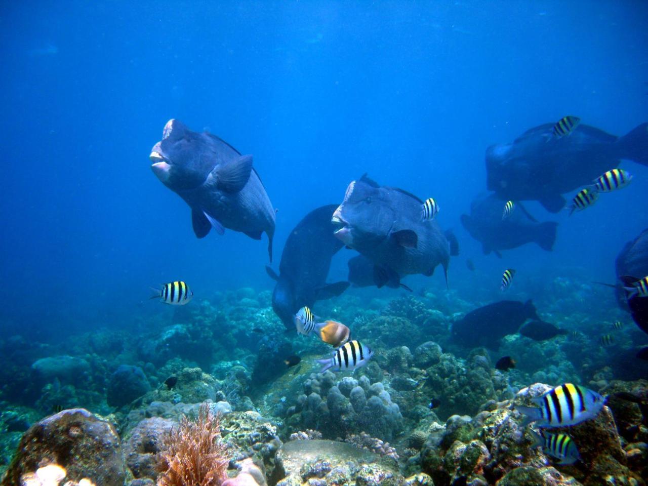 Matahari Tulamben Resort, Dive & Spa Servizi foto